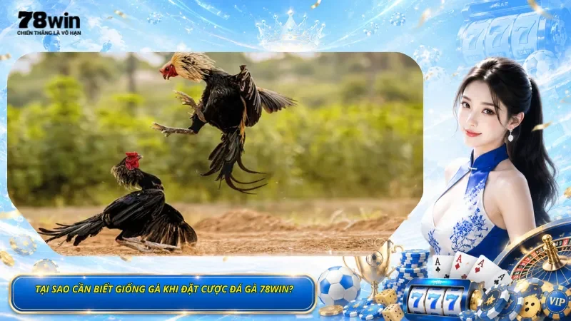 Tại Sao Cần Biết Giống Gà Khi Đặt Cược Đá Gà 78Win?