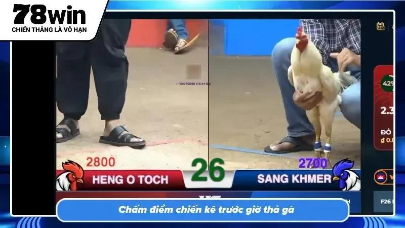 Phân tích vóc dáng và thần thái giúp nhận diện gà tài chuẩn xác nhất